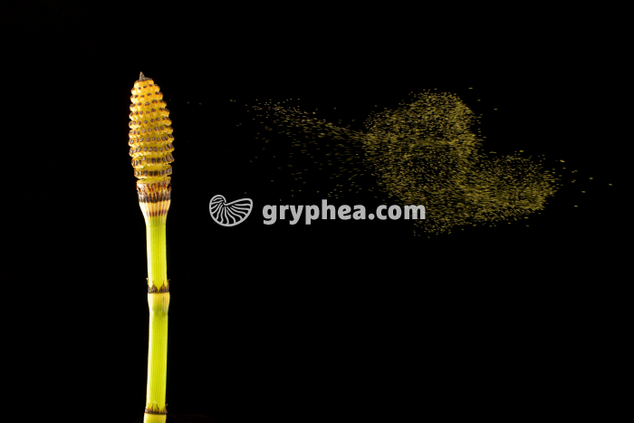 Prêle - émission des spores - gryphea.com